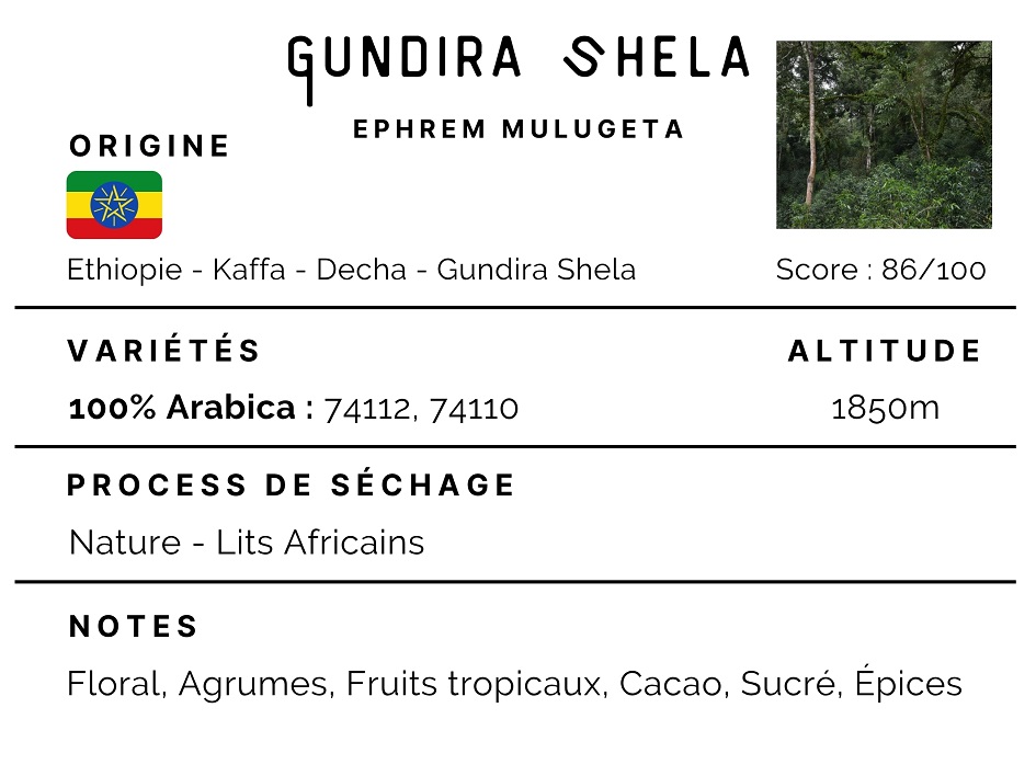 Ethiopie - Gundira Shela 100% Arabica – Image 2